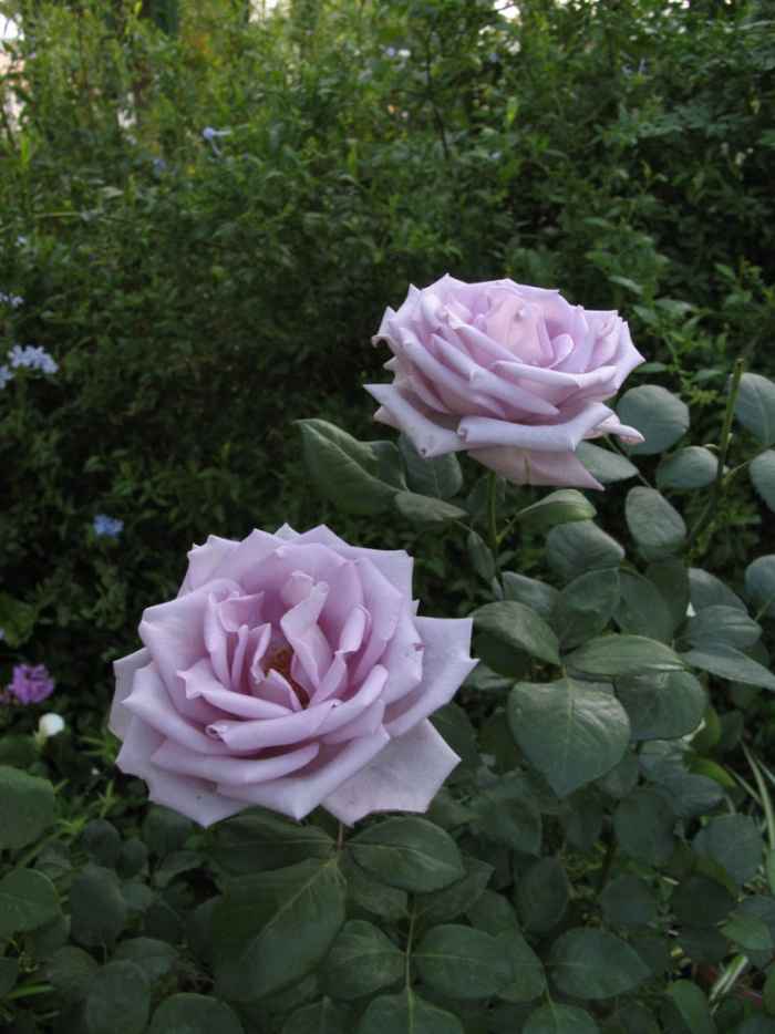 rosales en el jardín