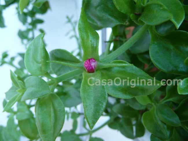 Pimpollo de Aptenia Cordifolia 