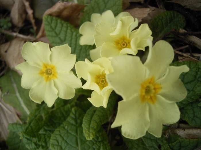 plantas faciles de cuidar: primula-vulgaris flowers