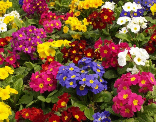 flores de distintos colores