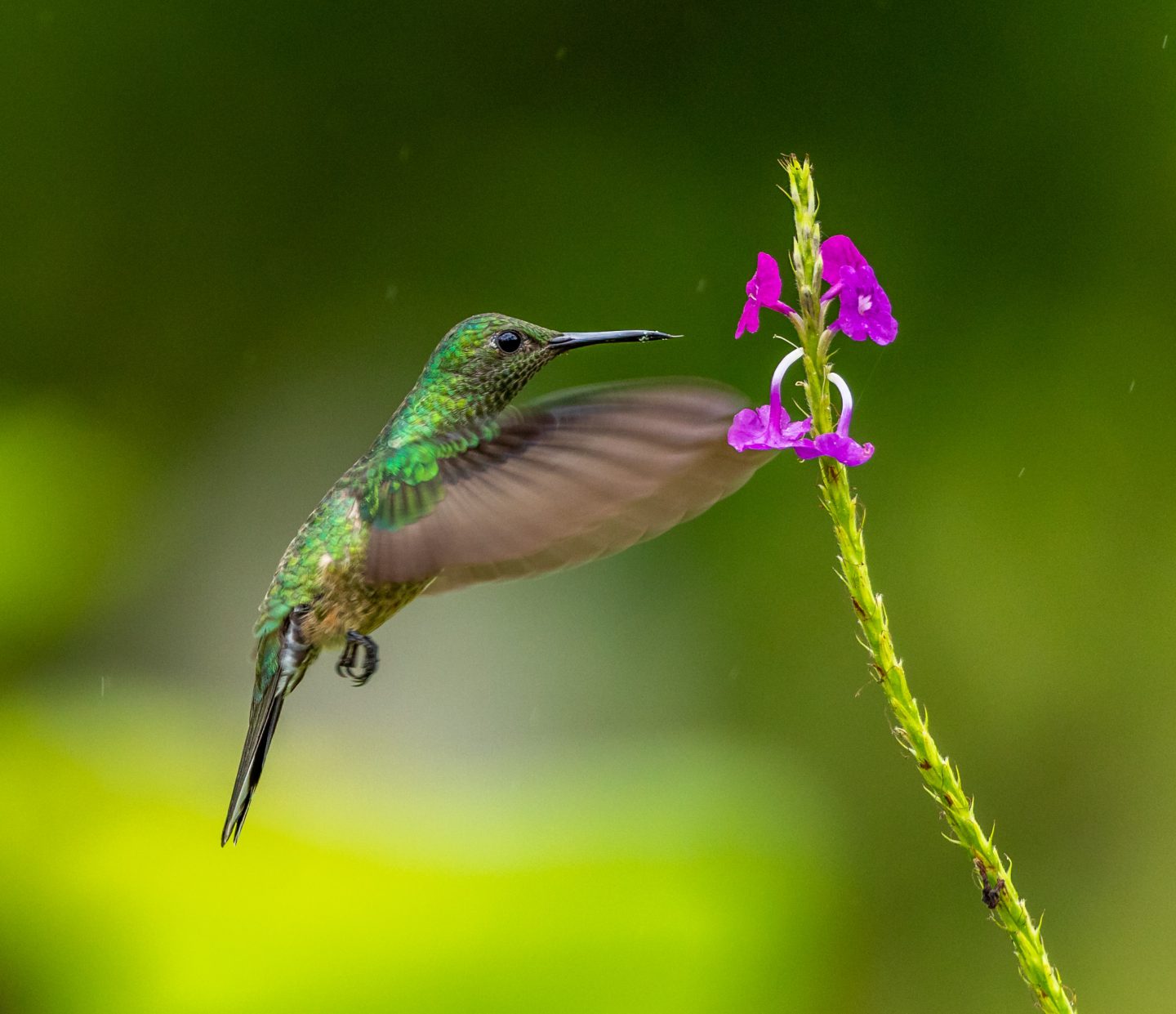 cómo atraer colibries