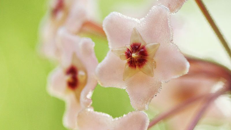 Hoya carnosa: flor de nácar, de cera, cerilla o flor de porcelana