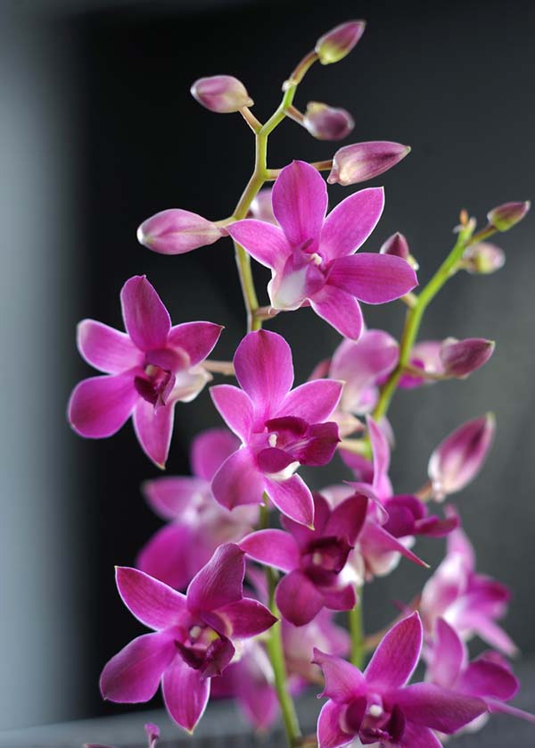 Orquídea Dendrobium Phalaenopsis