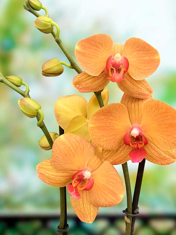  orquídea phalaenopsis carrotcake