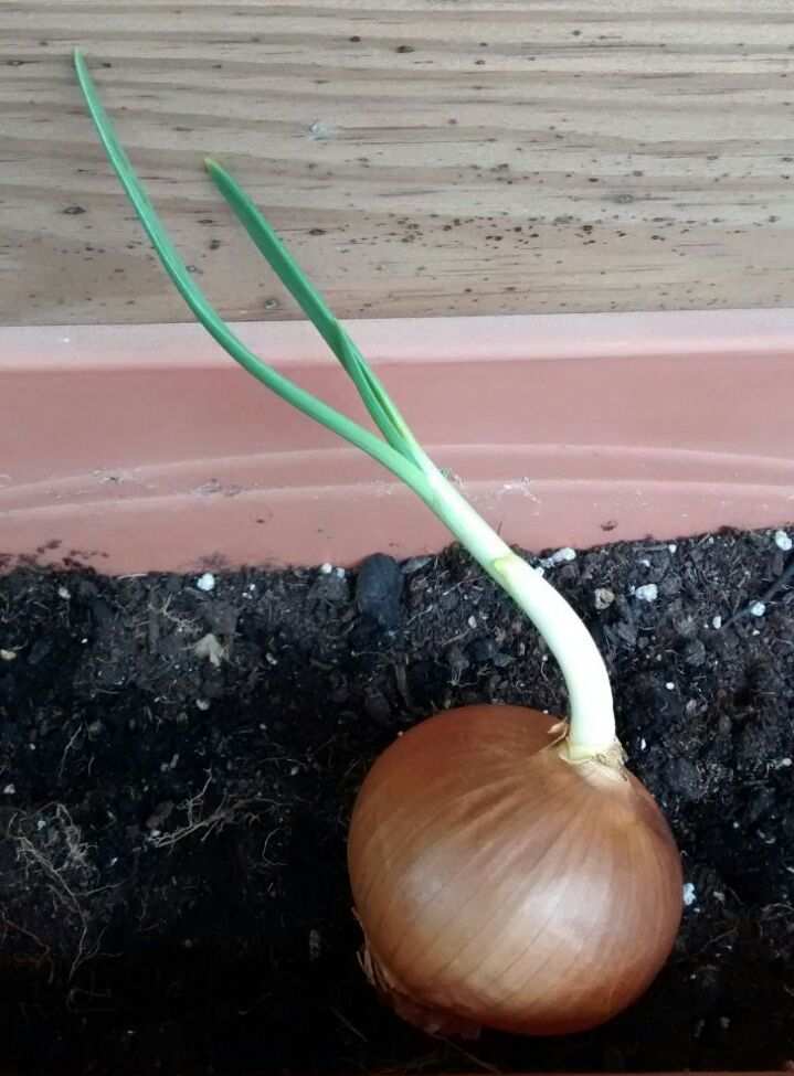 plantar cebollas en casa