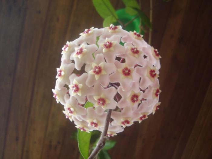 Hoya carnosa: flor de nácar, de cera, cerilla o flor de porcelana